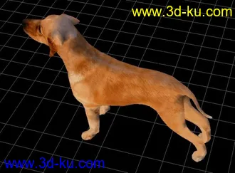 3D打印模型一只写实的狗的图片