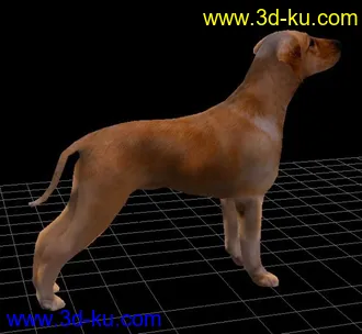 3D打印模型一只写实的狗的图片