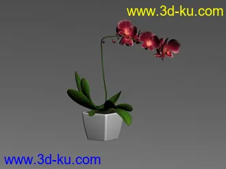 3D打印模型兰花盆景的图片