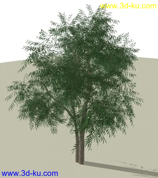 树模型——无患子的图片1