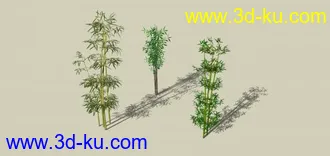 树模型——无患子的图片