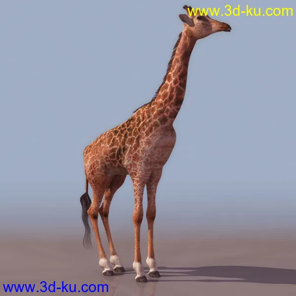 3D精品动物模型飞禽走兽俱全的图片9