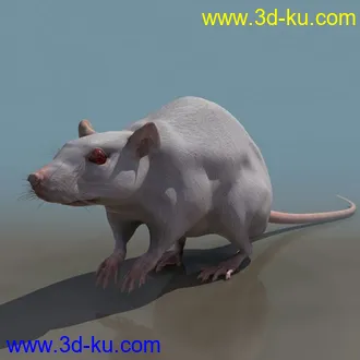 3D精品动物模型飞禽走兽俱全的图片