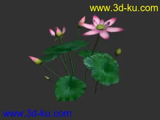 3D打印模型荷花的图片