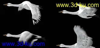 3D打印模型海鸟的图片