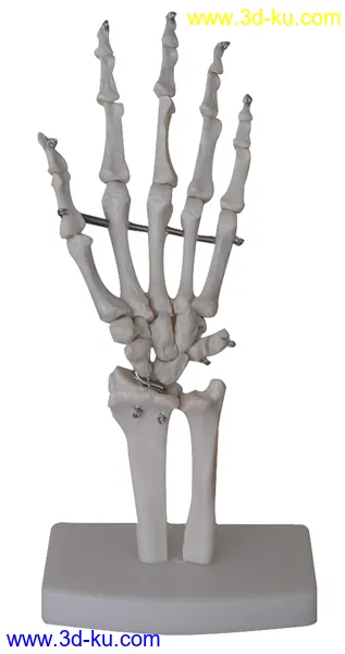 3D打印模型【求助】在使用AdvancedSkeleton （MAYA）绑定人物的时候遇到的一些问题的图片