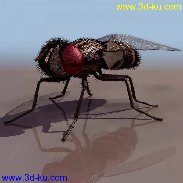 高模－苍蝇－带贴图模型的图片6