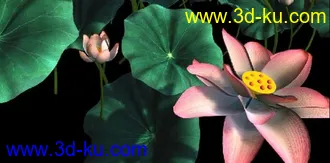 3D打印模型荷花.荷叶.有贴图有骨骼绑定动画的哦的图片