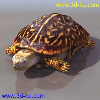 3D打印模型乌龟~~的图片