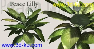 一套很漂亮的精细植物模型的图片