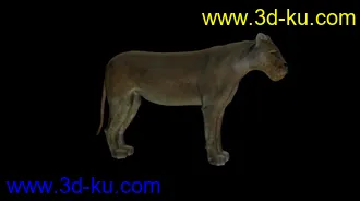 雌狮模型下载的图片