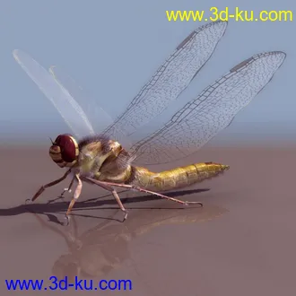3D打印模型精品蜻蜓的图片