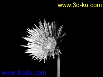 发两个花的模型的图片