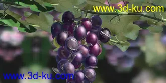 3D打印模型新鲜的葡萄阿！！的图片