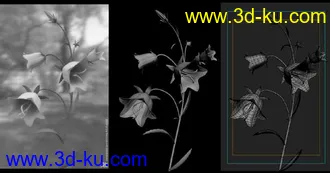花的模型的图片