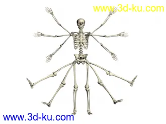 3D打印模型人体骨骼 MAX8 MAX的图片