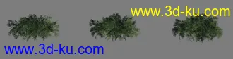 [精品]灌木_3级LOD模型_diffus+specular+normal+detail纹理的图片