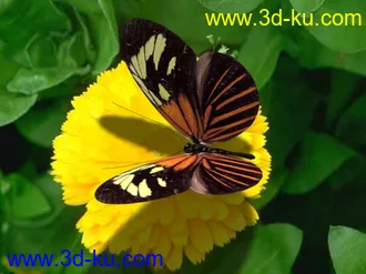 给大家来个蝴蝶的模型的图片