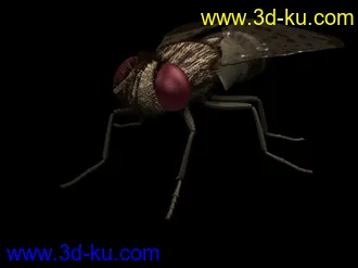 3D打印模型苦心搜集各种动物类、昆虫类（绝对精）的图片