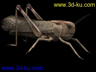 3D打印模型苦心搜集各种动物类、昆虫类（绝对精）的图片