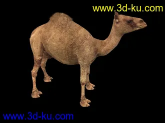 3D打印模型苦心搜集各种动物类、昆虫类（绝对精）的图片