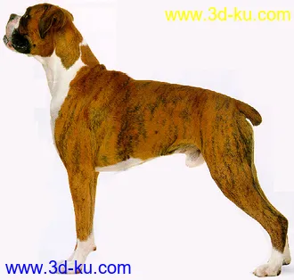 3D打印模型苦心搜集各种动物类、昆虫类（绝对精）的图片