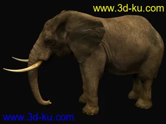 3D打印模型苦心搜集各种动物类、昆虫类（绝对精）的图片