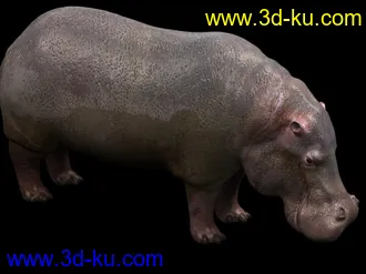 3D打印模型苦心搜集各种动物类、昆虫类（绝对精）的图片