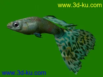 3D打印模型苦心搜集各种鱼类、两晰类（绝对精）的图片