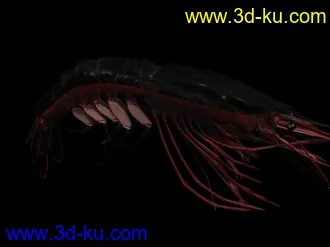 3D打印模型苦心搜集各种鱼类、两晰类（绝对精）的图片