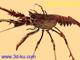 3D打印模型苦心搜集各种鱼类、两晰类（绝对精）的图片