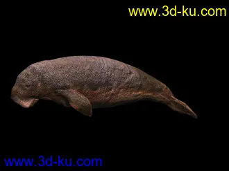3D打印模型苦心搜集各种鱼类、两晰类（绝对精）的图片
