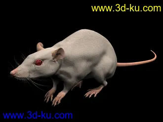 3D打印模型苦心搜集各种鱼类、两晰类（绝对精）的图片