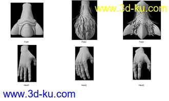 发套分解动物分解模型的图片