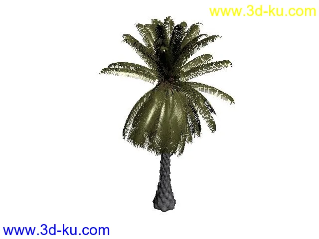 挺拔细致的大王椰子树，很精细的呀！模型的图片1