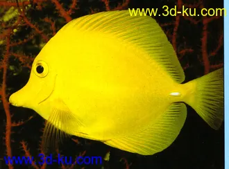 3D打印模型鱼儿鱼儿快快游的图片