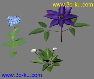 很棒的植物模型的图片