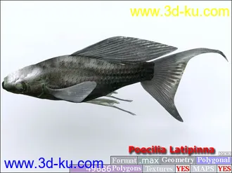 3D打印模型鱼类资源大全的图片