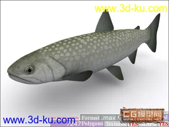 3D打印模型鱼类资源大全的图片