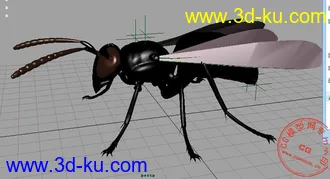 3D打印模型苍蝇的图片