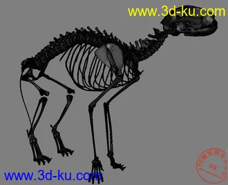 猫的骨骼模型！的图片