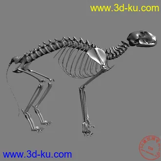 猫的骨骼模型！的图片