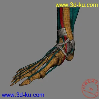 3D打印模型医用脚的解剖图！的图片