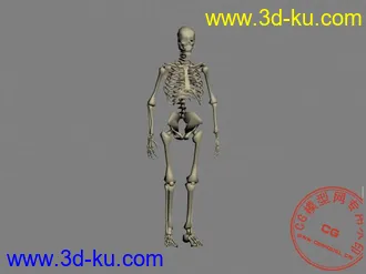 3D打印模型骷髅的图片