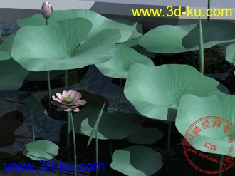 荷花模型!的图片