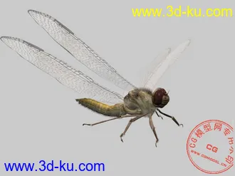 3D打印模型蜻蜓的图片