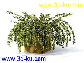 3D打印模型一个藤类植物的图片