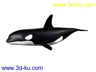 3D打印模型虎鲸的图片