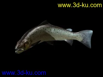 3D打印模型大马哈鱼的图片