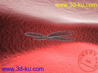 发一个 XY 染色体的模型的图片
